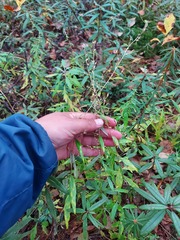 Artemisia integrifolia