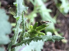 Senecio picridioides