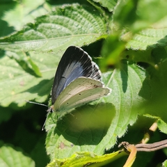 Celastrina
