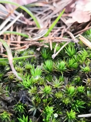 Polytrichum