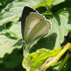 Celastrina