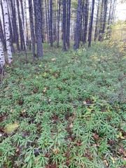 Rhododendron hypoleucum