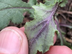 Senecio picridioides