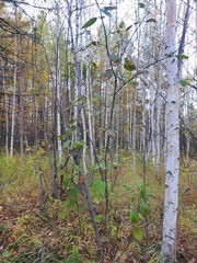 Alnus hirsuta