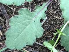 Senecio picridioides