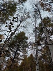 Betula platyphylla