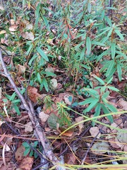 Rhododendron hypoleucum