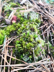 Polytrichum