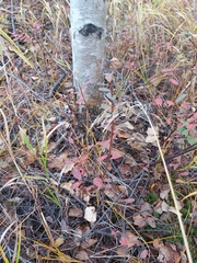 Rhododendron dauricum