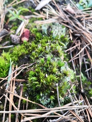 Polytrichum