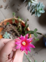 Schlumbergera truncata
