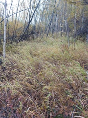 Calamagrostis purpurea