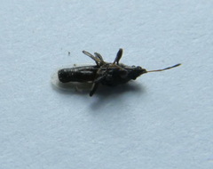 Oxycarenus hyalinipennis