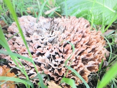 Podoscypha multizonata