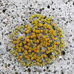 Candelariella aurella