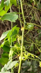 Diplocyclos palmatus