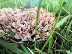 Podoscypha multizonata