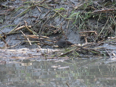 Acridotheres cristatellus formosanus