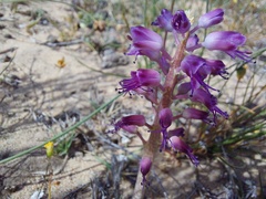 Lachenalia pallida