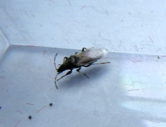 Oxycarenus hyalinipennis
