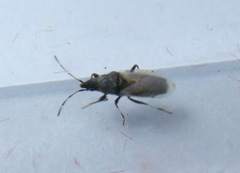 Oxycarenus hyalinipennis