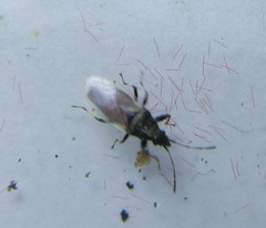 Oxycarenus hyalinipennis