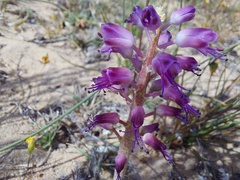Lachenalia pallida