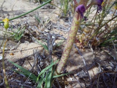 Lachenalia pallida