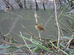 Acrocephalus orientalis