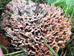 Podoscypha multizonata