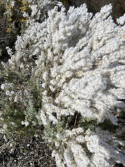 Eriocephalus racemosus
