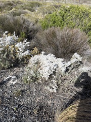 Eriocephalus racemosus