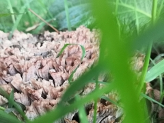 Podoscypha multizonata