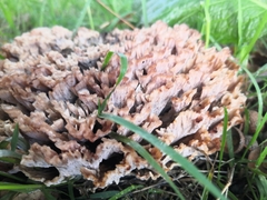 Podoscypha multizonata