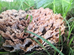 Podoscypha multizonata