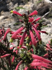 Erica densifolia