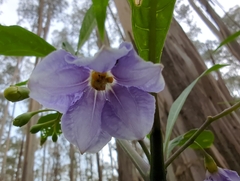 Solanum laciniatum