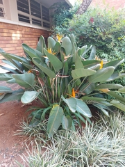 Strelitzia