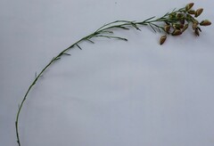 Polygala wittebergensis