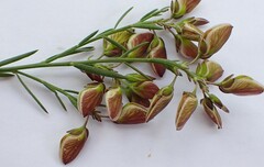 Polygala wittebergensis