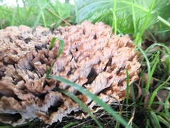 Podoscypha multizonata