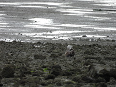 Larus dominicanus dominicanus