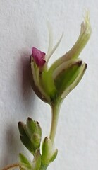 Polygala wittebergensis