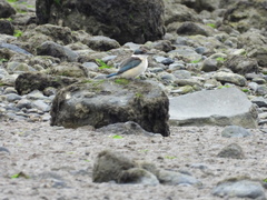 Todiramphus sanctus vagans