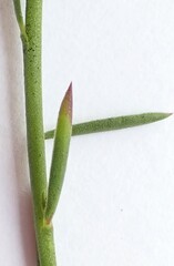 Polygala wittebergensis