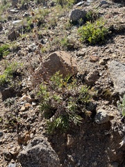 Artemisia arctica