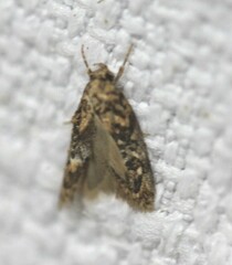 Eulechria callidesma