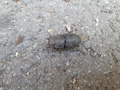 Serrognathus titanus castanicolor