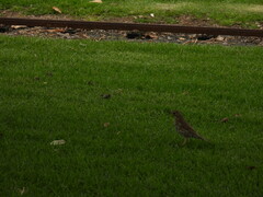Turdus philomelos clarkei