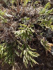 Artemisia arctica